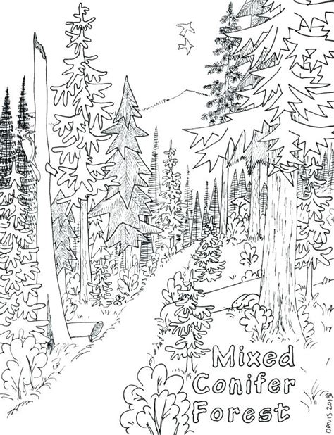 Free Enchanted Forest Coloring Pages At Free