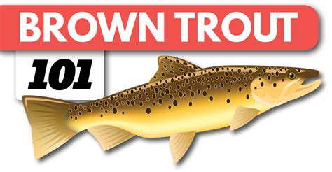 Brown Trout Fishing A Beginners Guide On Spinning Gear