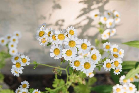 Chamomile Plant Care And Growing Guide