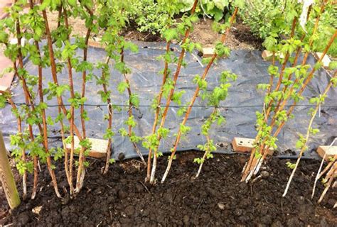 Raspberry Canes Soil Preparation And Planting Chris Bowers