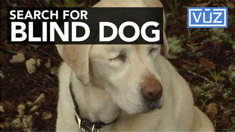 Blind Dog Found More Than A Week After She Went Missing