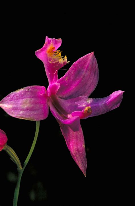 Free Picture Dark Pink Orchid Blossom Calopogon Pulchellus