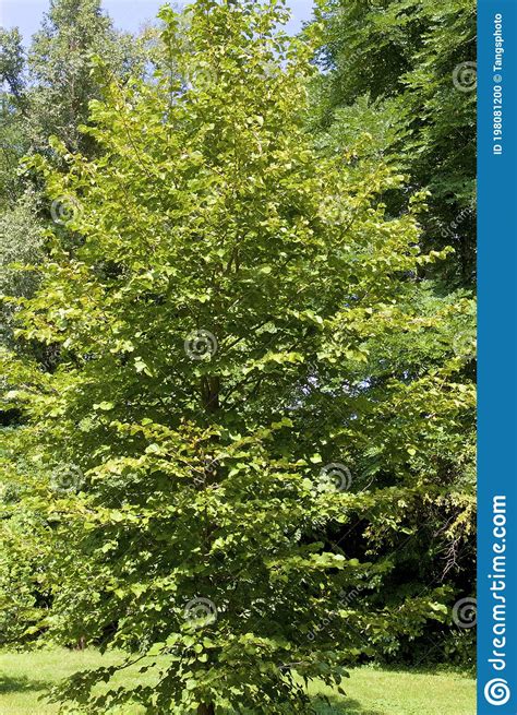 Turkish Filbert Tree Stock Photo Image Of Vertical Betulaceae