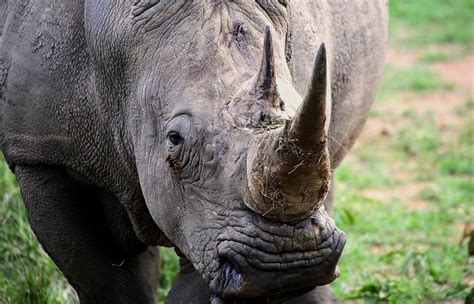 Wwf Responds To South African Rhino Poaching Figures For 2021 Wwf