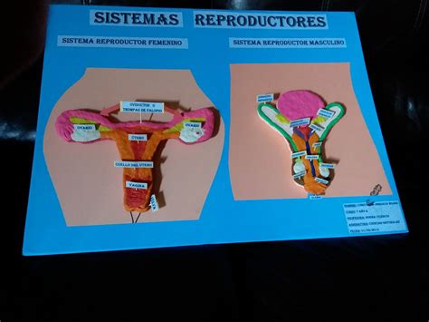 Maqueta De Aparato Reproductor Femenino Aparatos Del Cuerpo Humano