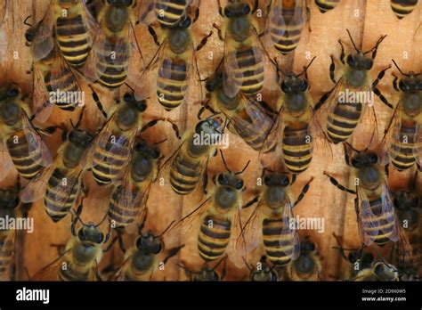 Japanese Honey Bee Apis Cerana Japonica Nesting In Japan Stock Photo