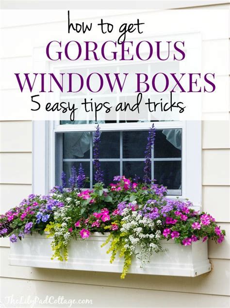 Here are the best flower subscriptions that you must try this week especially if you're looking for easy ways to brighten up and what you get: 5 Tips for Gorgeous Window Boxes | Window box flowers ...