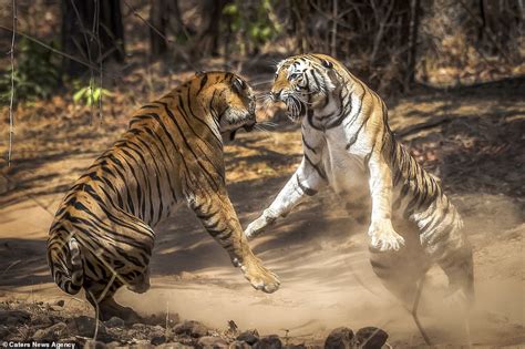 Sister Tigers Fight After One Tried To Mark The Others Territory In