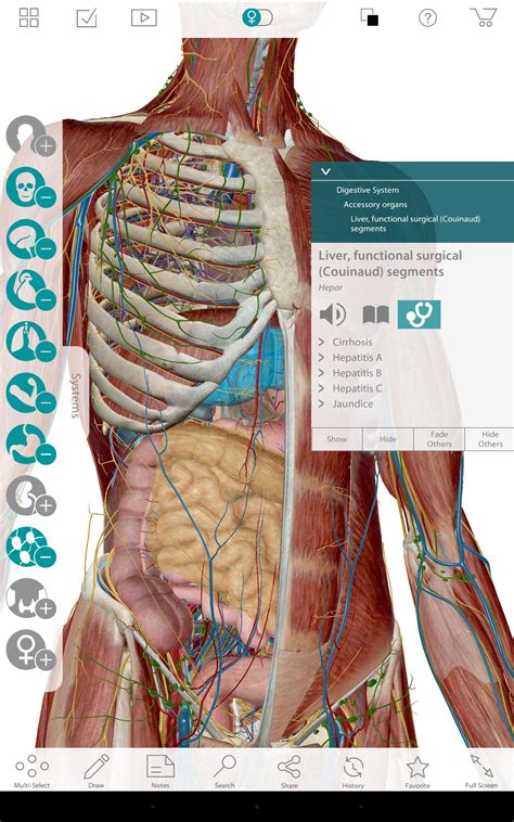 Human Anatomy Atlas 7 4 01