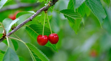 How To Grow And Care For Fruiting Cherry Trees Gardeners Path Atelier Yuwaciaojp