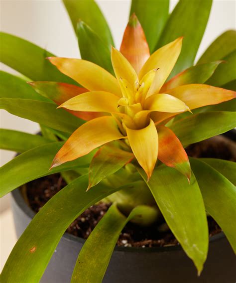 Buy Potted Bromeliad Yellow Indoor Plant Bloomscape