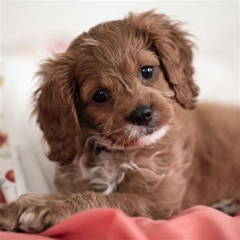 Top 10 Dog Breeds That Have The Cutest Puppies Ever Pets Child