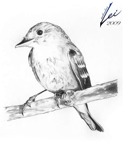 Pencil Sketch Drawing Of Birds Np