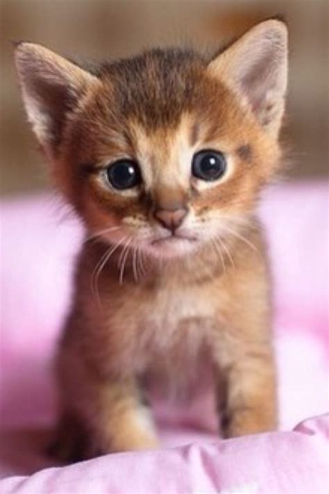 500 x 478 jpeg 66 кб. Best 25+ Baby kitten videos ideas on Pinterest | Kittens ...