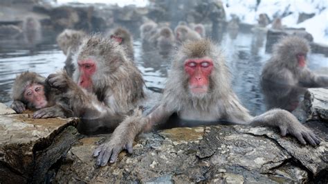 Teaching Activities For ‘hot Springs Lower Stress In Japans Popular