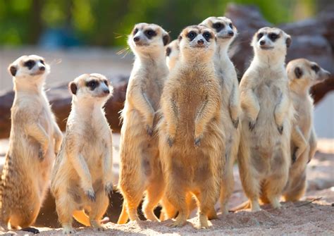 Uncovering The Amazing World Of Meerkats The Kosher Safari