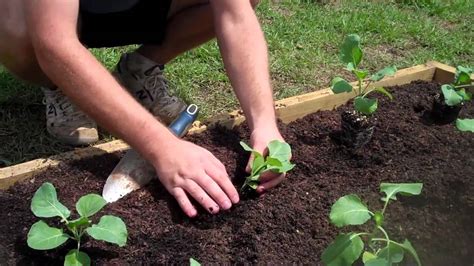How To Plant Collard Greens Youtube