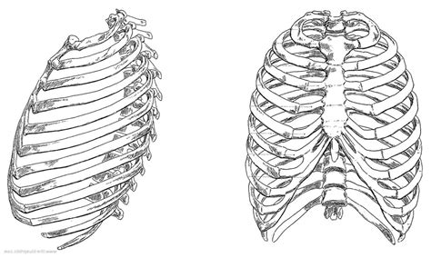 Body anatomy anatomy drawing anatomy art human anatomy human skeleton anatomy life drawing figure drawing rib cage drawing skeleton drawings. rib cage - Google Search