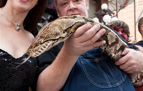 Longest Snake Ever In Captivity Slithers Into Guinness World Records