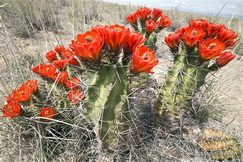 Flowering Cactus At White Sands By Mitchell Tillison Redbubble