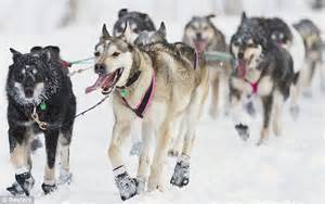 The Toughest Race On Earth Huskies Embark On 1000 Mile