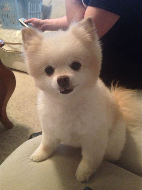 Pin On Pomeranian Haircut Ideas For 2018