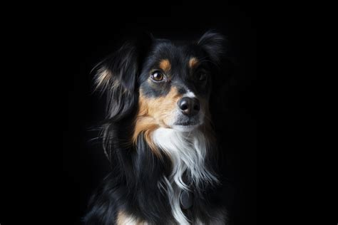 Get To Know The Adorable Clever Mini Australian Shepherd K9 Web