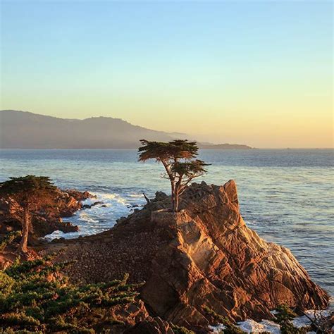 Lone Cypress Tree On Cliffs Of Pebble Beach Ca Pebble Beach Beach