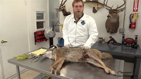 Mounting A Lifesize Coyote Taxidermy Insider
