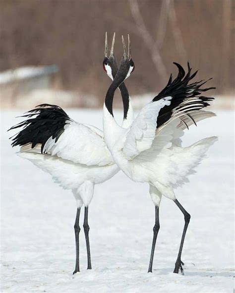 Japanese Crane Mating Dance Animaux Beaux Animaux Et Oiseaux Photo