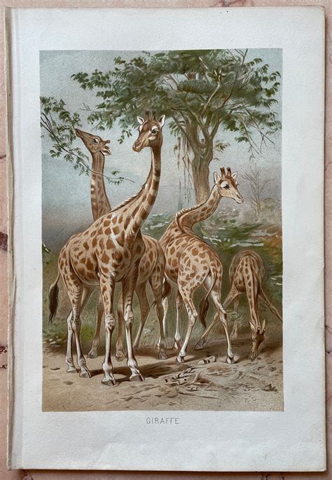 Vintage Animal Print Wildlife Art Antique Wildlife Print Etsy