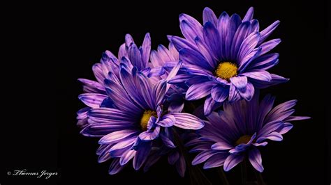 10 Beautiful High Resolution Purple Hd Wallpapers For Laptop 1920 X 1080 Px