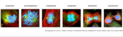 Sam introduces you to the cell. Print Mastering Biology Chapter 12 Mitosis flashcards ...