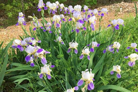 Tips And Tricks For Growing Irises Sugar And Sap