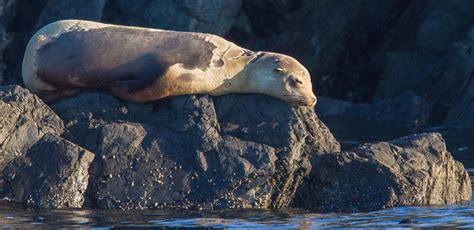 Wildlife In The Pacific Northwest Photo Gallery Island Adventures