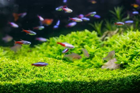 Neon Tetra Full Care Guide With Setup Diet And Breeding