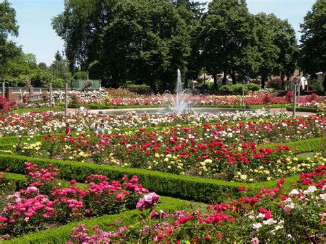The Rose Garden In Portland Has The Most Beautiful Roses In The World
