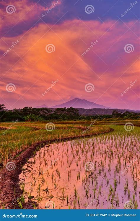Beautiful Scenery Of Paddy Field Under The Colorful Dramatic Sky During