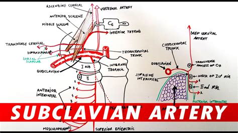 DIAGRAM Diagram Of Subclavian Vein MYDIAGRAM ONLINE