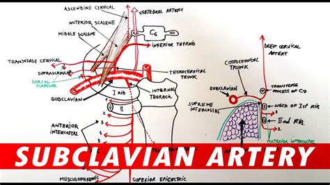 Not only left subclavian artery, you could also find another pics such as axillary artery, innominate artery, subclavian anatomy, brachial artery, subclavian angiogram, aneurysm subclavian artery. Anatomy - Subclavian artery branches - YouTube