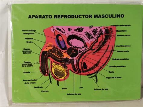 Aparato Reproductor Masculino Anatoma Y Fisiologa