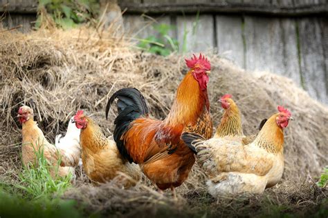 Best Egg Laying Chickens For Your Backyard Get Eggs Fast
