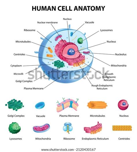 Realistic Human Cell Anatomy Diagram Infographic Poster Vector Images
