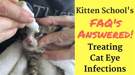 How I Treat A Kitten Or Cat Eye Infection At Home Youtube