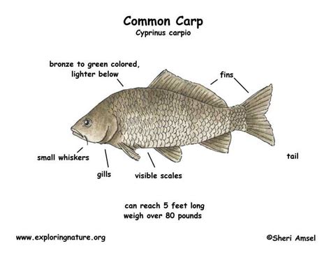 carp common