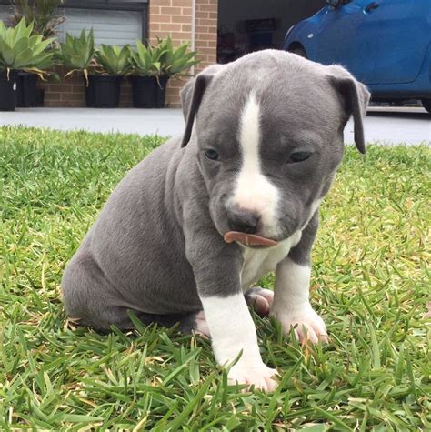 Blue staffy puppies newborn to 3 weeks old. American Staffy PURE (Blue) Puppies For Sale