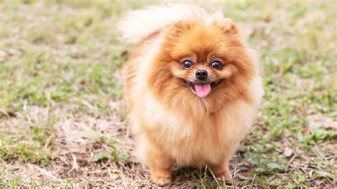 Ranking De Las 10 Perros De Raza Pequeña Para Adoptar Abeamer