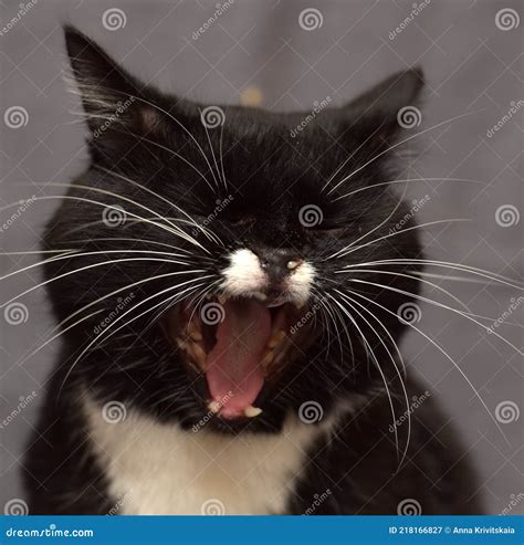 Black And White Cat Yawns Close Up Stock Image Image Of Beautiful