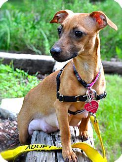 They require an application, veterinary and landlord information and a home visit. Austin, TX - Dachshund Mix. Meet Chiclet a Dog for Adoption.