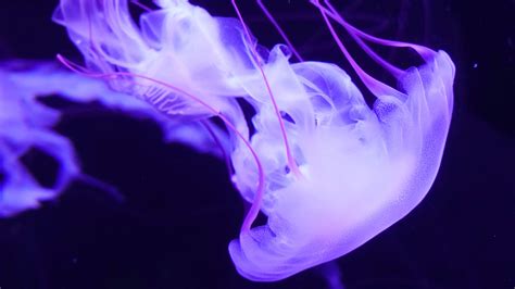 Awesome ultra hd wallpaper for desktop select and download your desired screen size from its original uhd 4k 3840x2160 px resolution to different high definition resolution or hd 4k. Purple Jellyfish 4K Wallpapers | HD Wallpapers